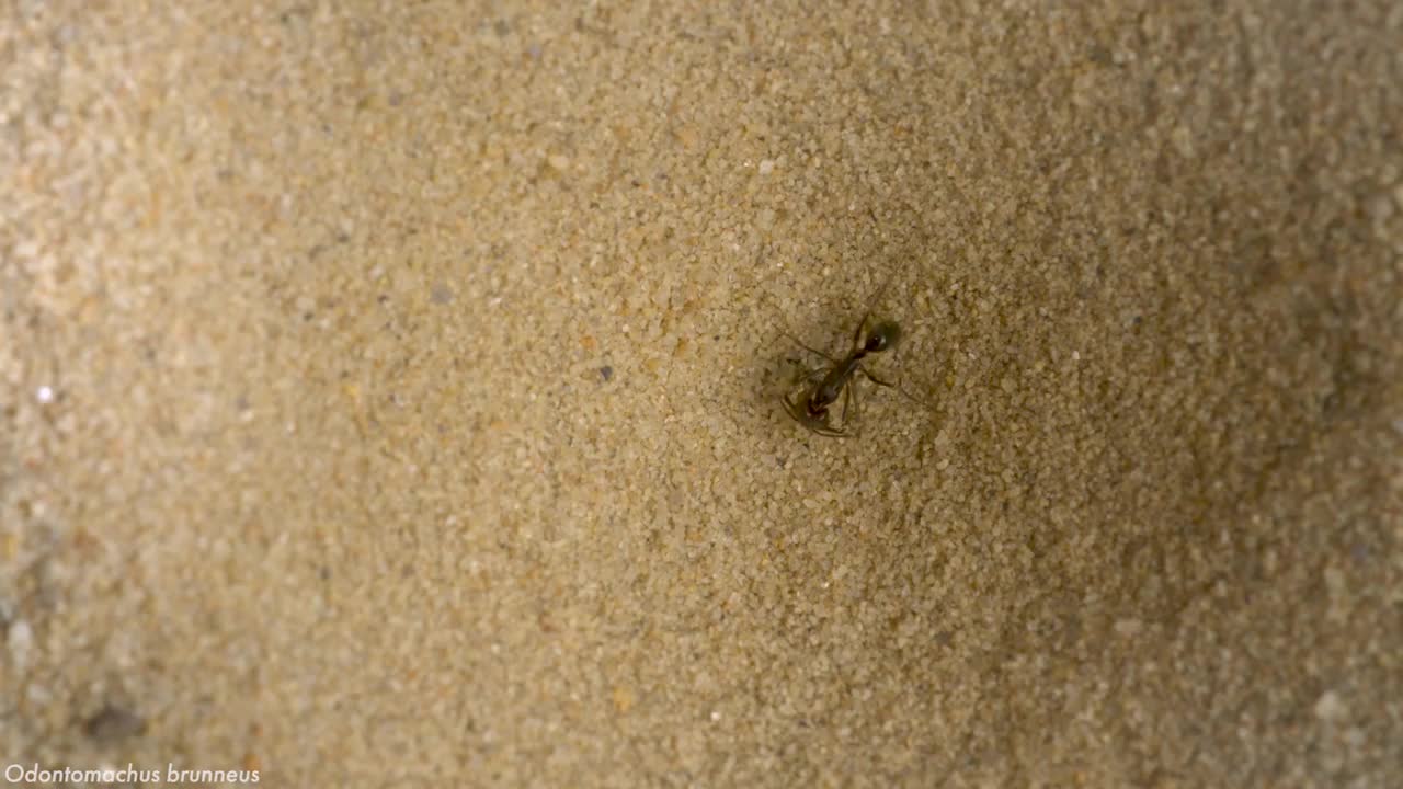 How do trap-jaw ants perfectly time their snaps?