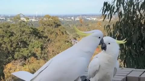 Beautiful Cockatoos