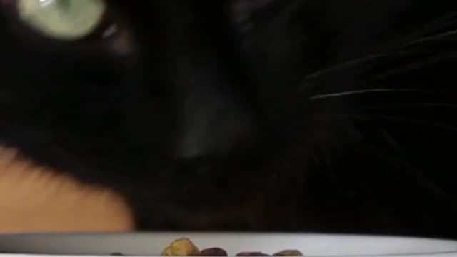 #Cat Eating Pet Food Sound