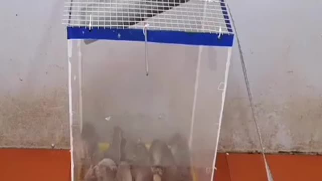 Catch mice in a fun way