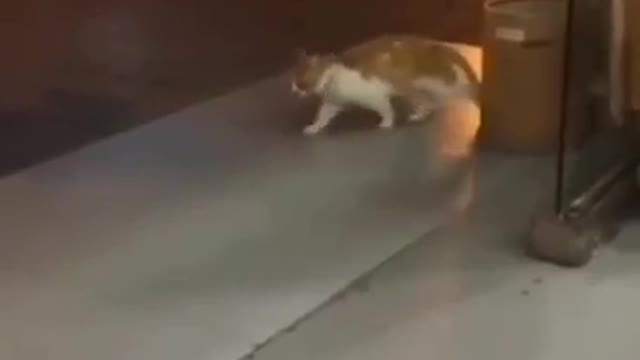 Funny Cat Doing Moonwalk😍