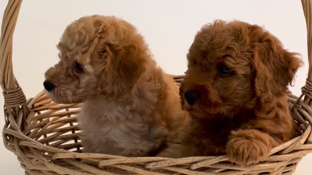 DOGS IN THE BASKET