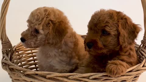 DOGS IN THE BASKET