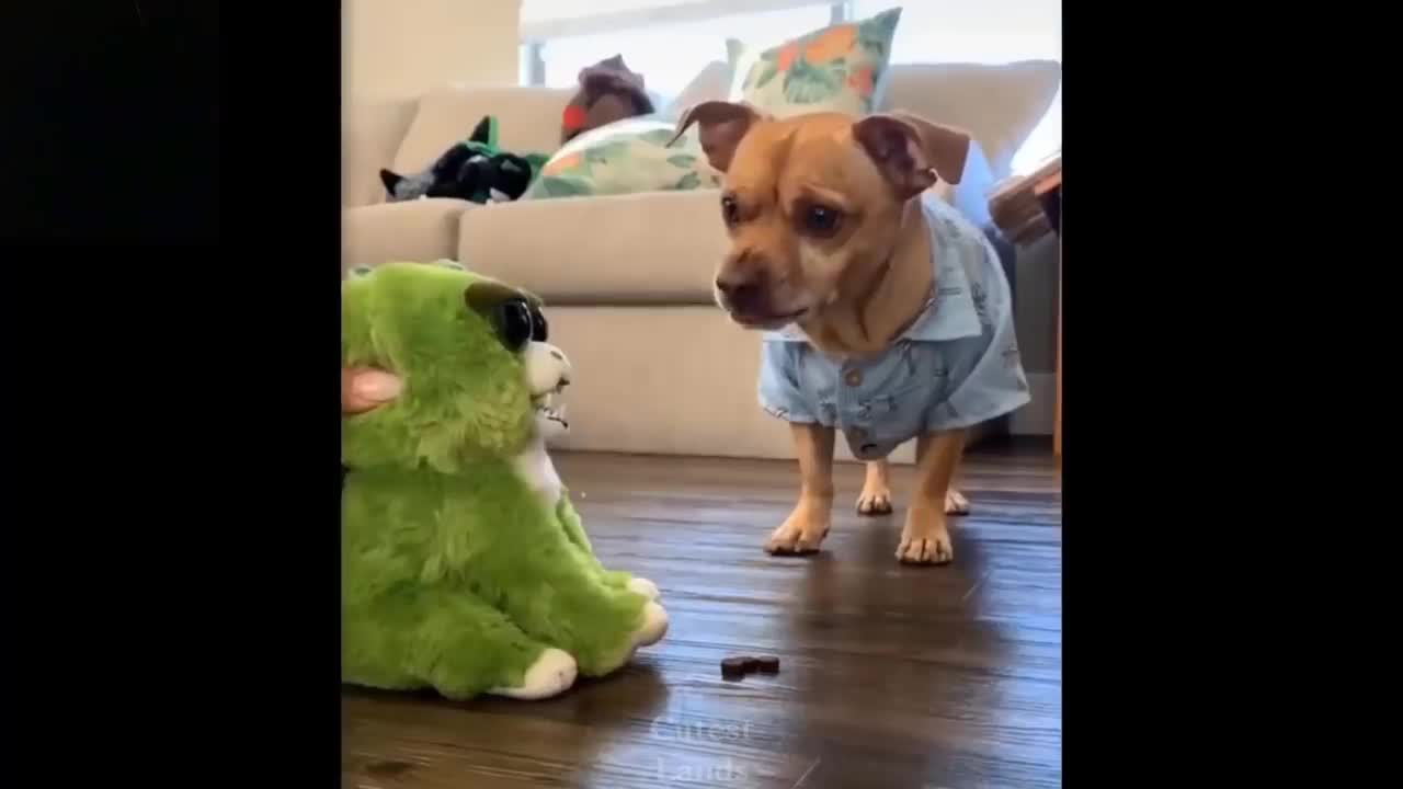 funny and adorable annimals