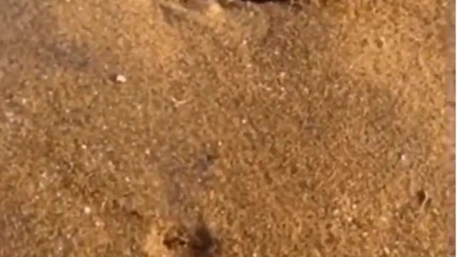 Viral video trending
