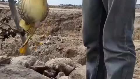 This is a beautiful and charming water-dwelling species