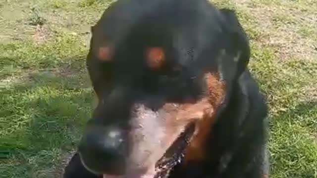 Rottweiler Andrew Sitting in the Sun