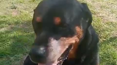 Rottweiler Andrew Sitting in the Sun