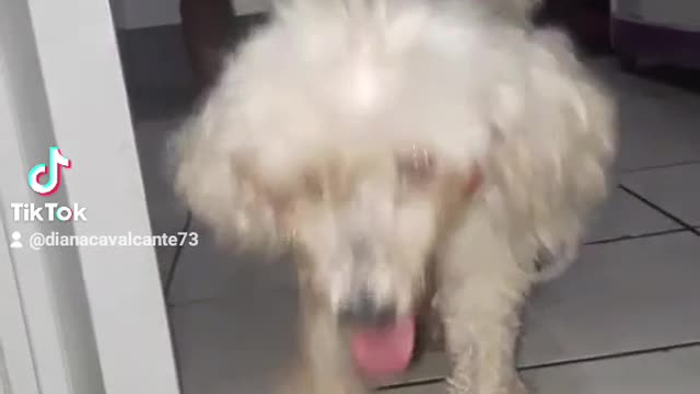 Cute dog relearning how to walk