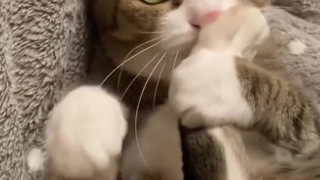 A cat that licks its feet