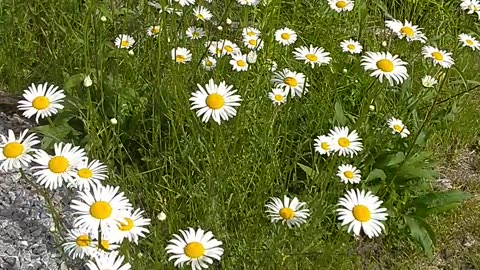 Daisies