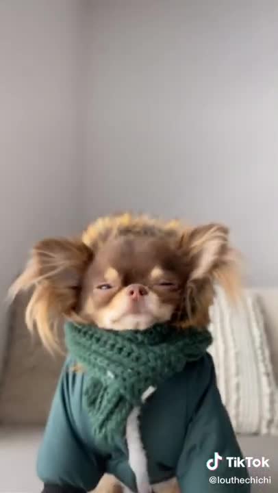 Funny dogs in their favourite sweaters| doggy jumpers