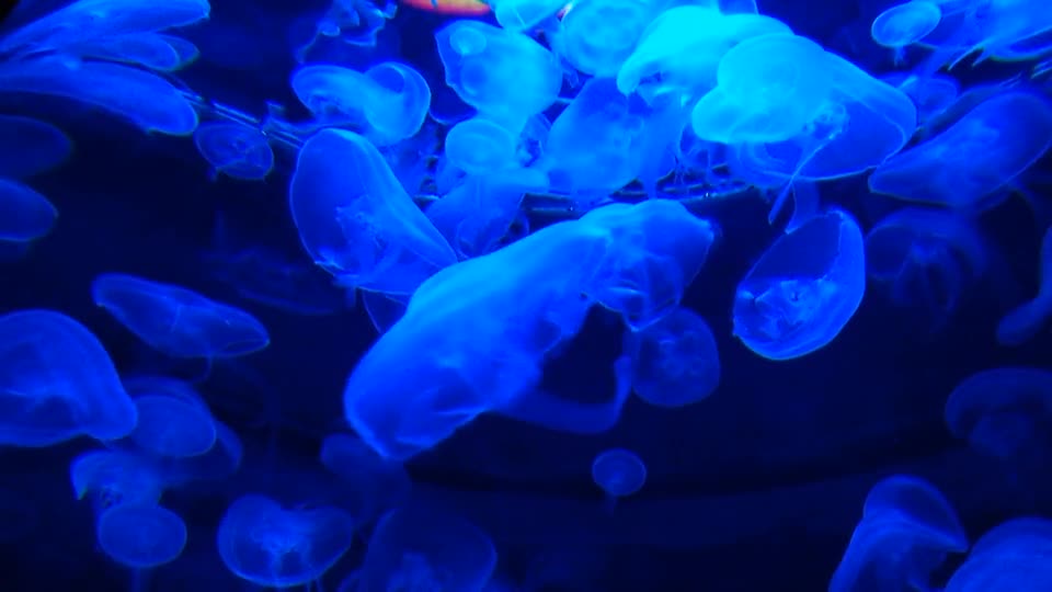 See the beautiful Jellyfish