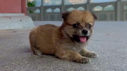 The way dogs get off the car is also too funny