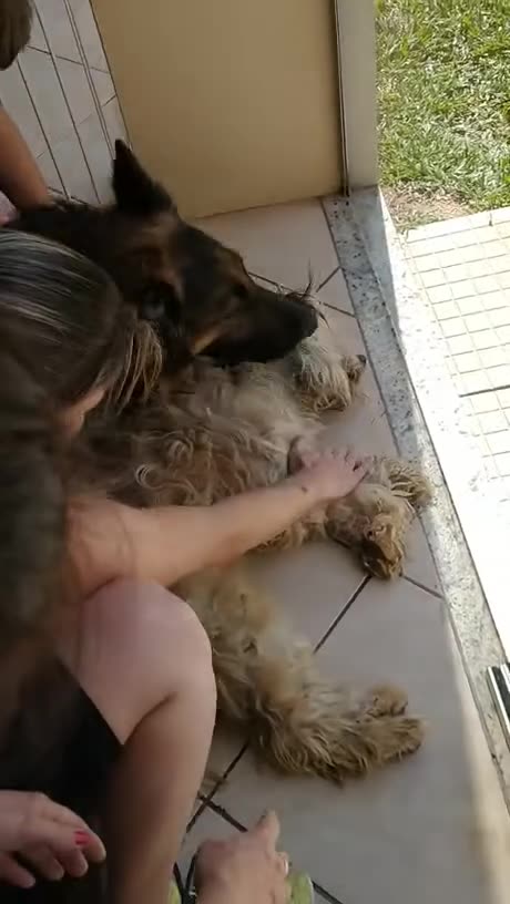 Both dogs got into fights with porcupines and needed to be put under anesthesia to remove the quills