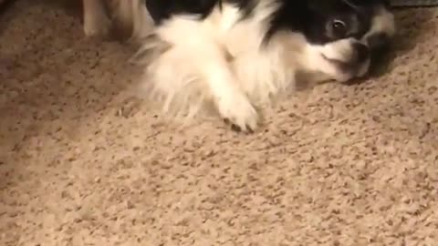 Black dog scratching itself against carpet