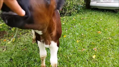 Baby Cow Compilation