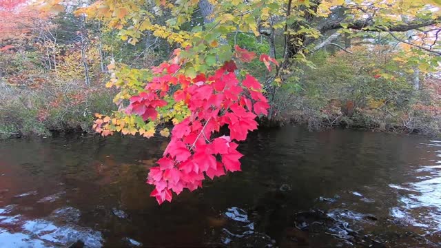 Bright Red Leaves