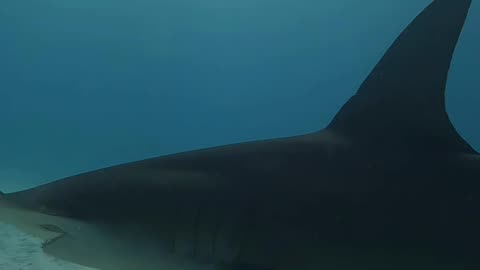 Wildlife