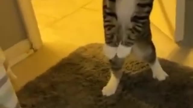 Hold up ------ _funnyvideo _funnycat_catvideos _animalsvideo _cuteanimals _cute_catlovers _catclips