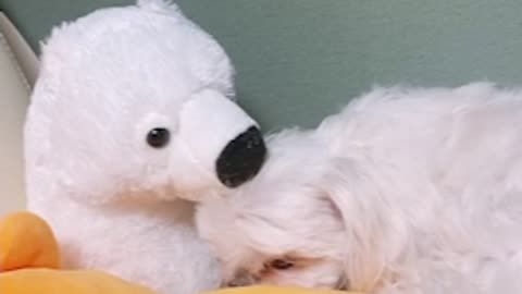 Maltese licking polar bear doll