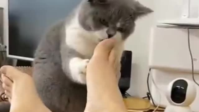 Funny Animal Videos 2022 😂 - Funniest Cats And Dogs Videos 😺😍 #14