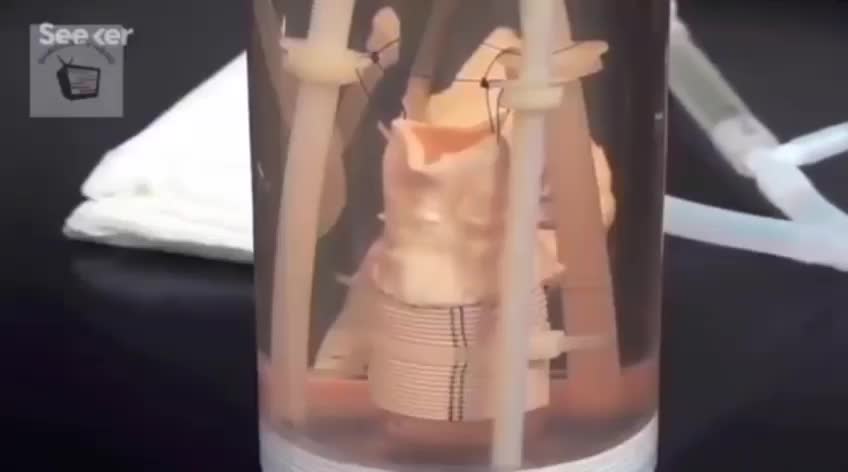 Human Cloning Real?