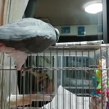 He drops the newspaper. Drop it over there so you can't pick it up the second time！