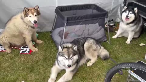 The Best Year Of Our Lives! Baby And Puppy Growing Up Together! (Cutest Ever!!) 14