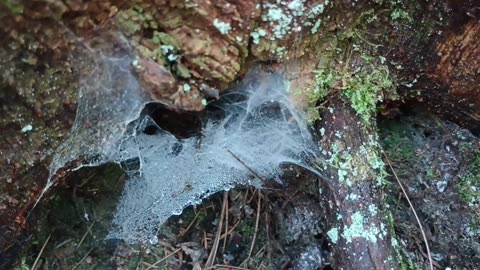 Spider Web