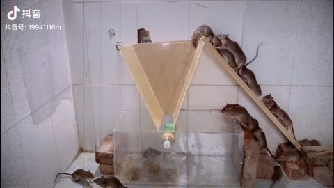 smart mice