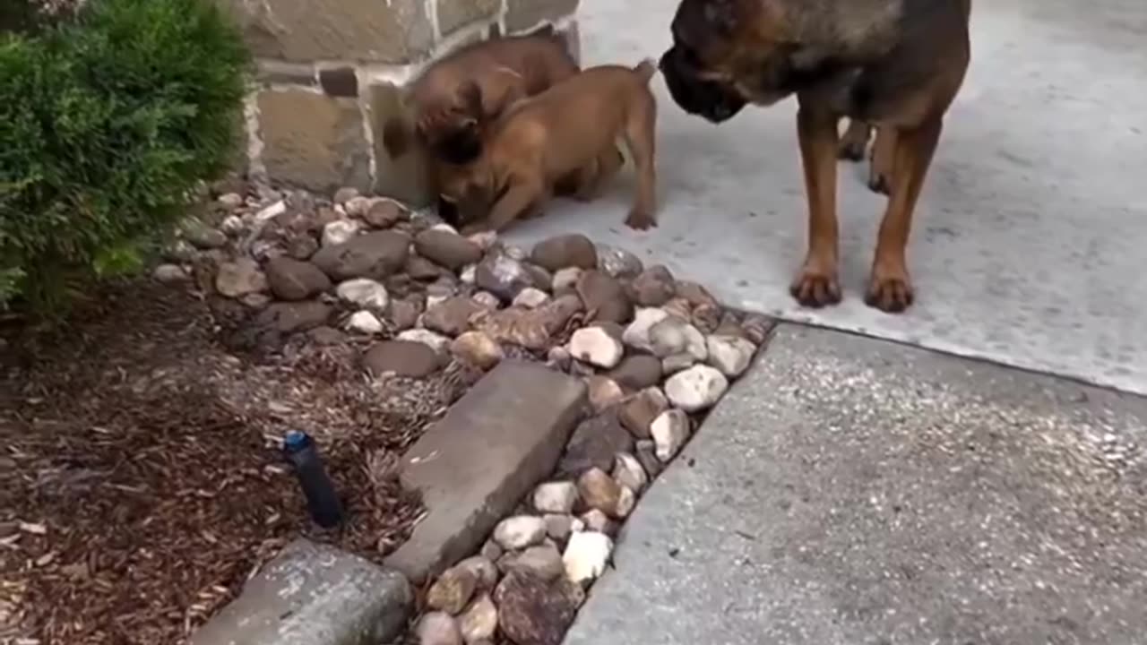 Mom disciplining her puppies..🐕🐾😅😍