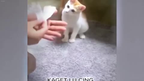 You Laugh You Lose Dogs And Cats New Funny Animals