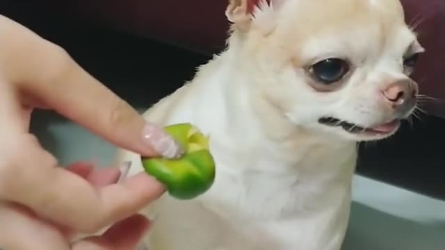 Dog eats kumquat and its expression