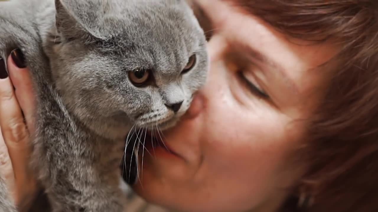 короткошерстная кошка