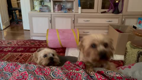Cute little puppies love to play