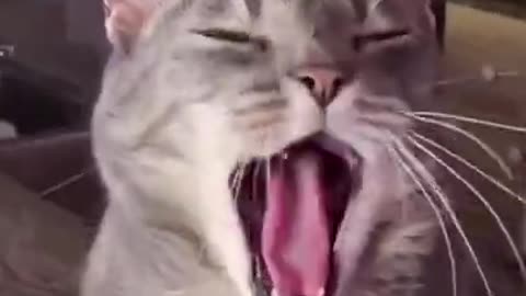 funny animals