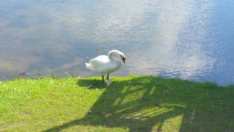 Swans a swimmin'