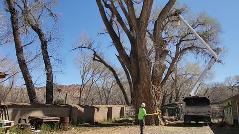 Cottonwood trim