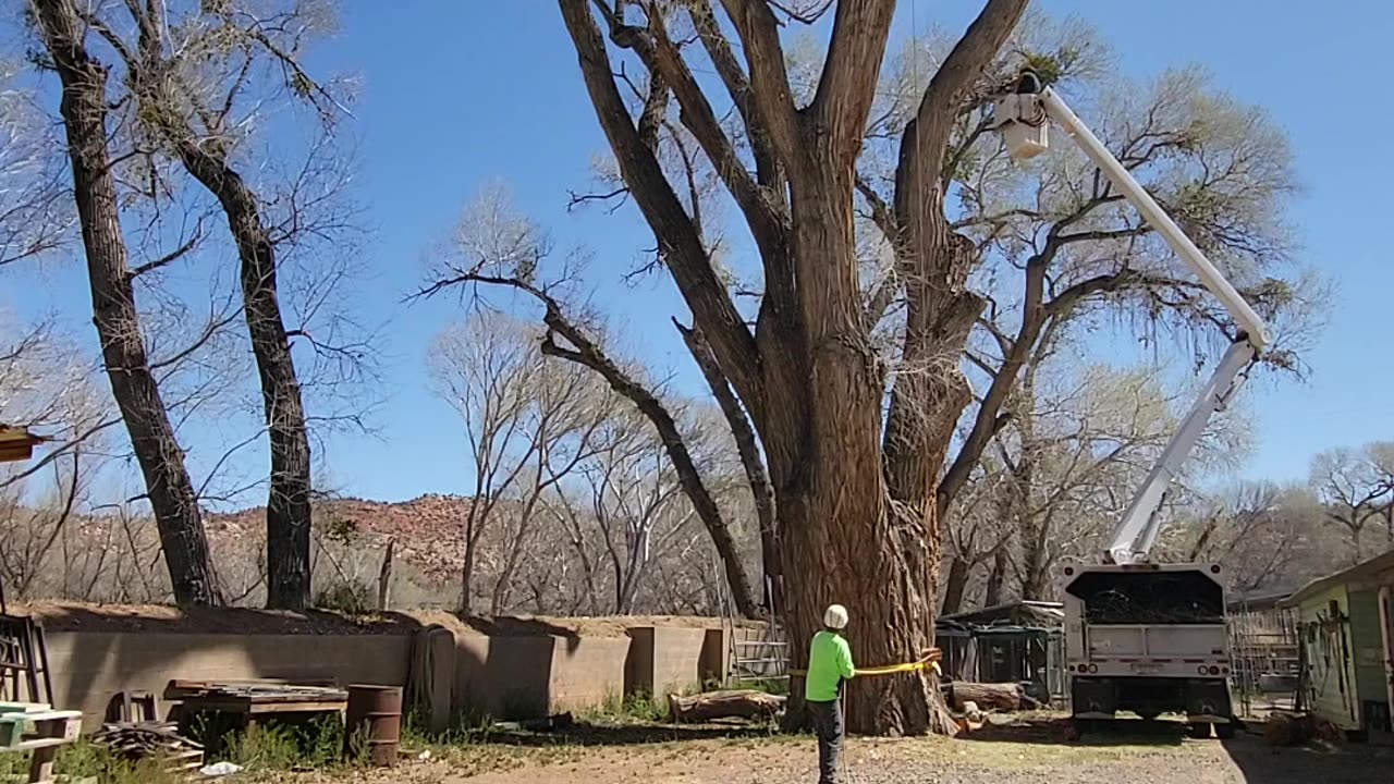 Cottonwood trim