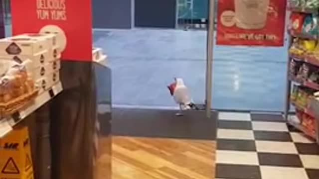 Bird Stealing Food From A Shop.