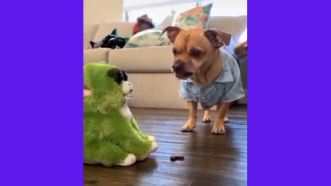 Amazing Pet's playful dogs
