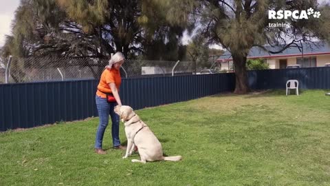 FREE DOG TRAINING SERIES – Lesson 1: how to teach your dog to sit and drop
