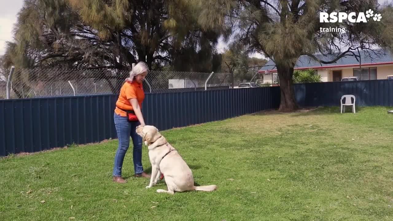 FREE DOG TRAINING SERIES – Lesson 1: how to teach your dog to sit and drop