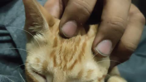 cat 🐱🐈 Cute 😻 cat video