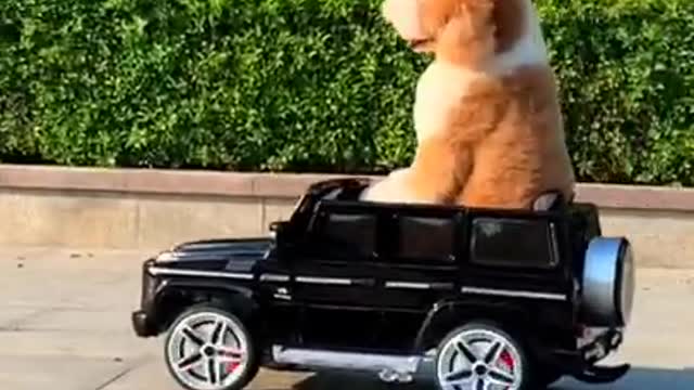 Gigantic Fluffy Poodle Dogs Love Being Carried Everywhere