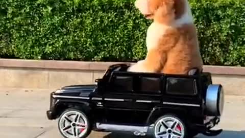 Gigantic Fluffy Poodle Dogs Love Being Carried Everywhere