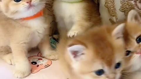 Animal Funny Series 1