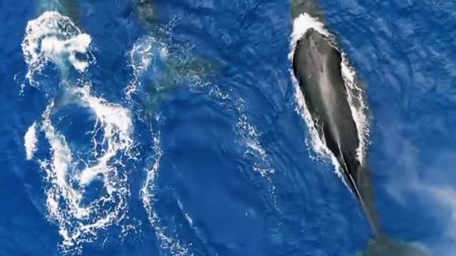 Enjoy watching the whales in the ocean