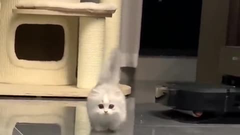 Cute cats video compilation 42